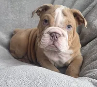 Male, a male English Bulldog for sale in Black River Falls, WI – 2 of 3