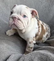 Female 2, a female English Bulldog for sale in Black River Falls, WI – 3 of 3