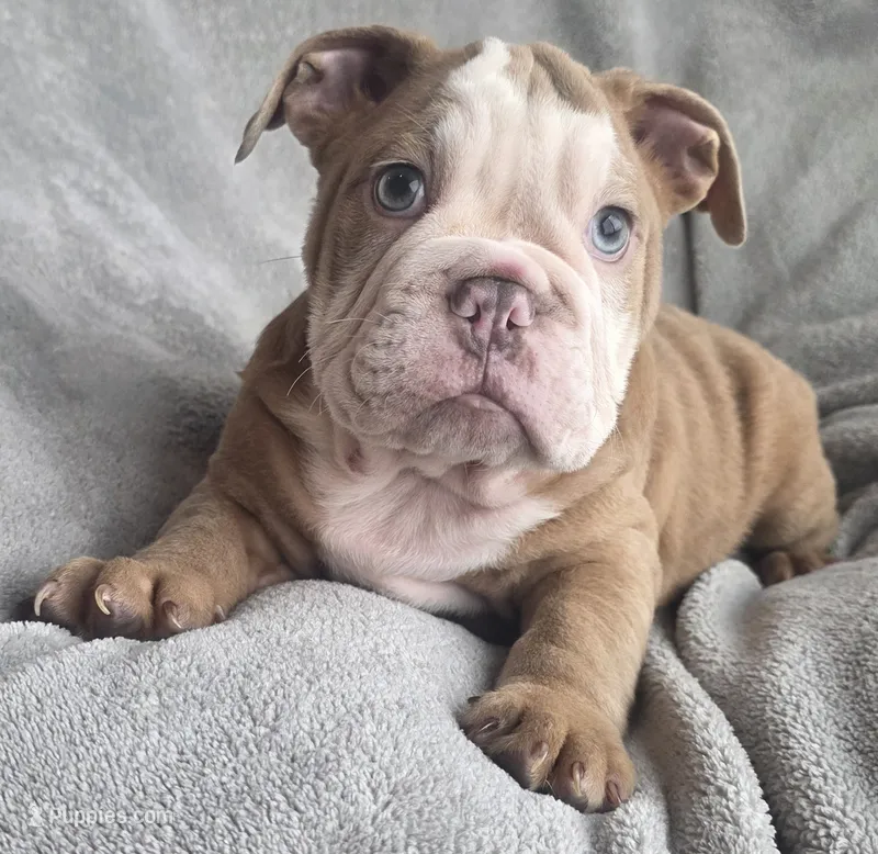 Male 5 – English Bulldog puppy for sale in Black River Falls, WI
