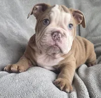 Male 5, a male English Bulldog for sale in Black River Falls, WI – 1 of 3