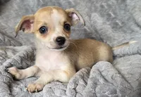 Female 3, a female Chihuahua for sale in Black River Falls, WI – 1 of 3
