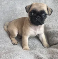 Fawn Male, a male Pug for sale in Black River Falls, WI – 3 of 3