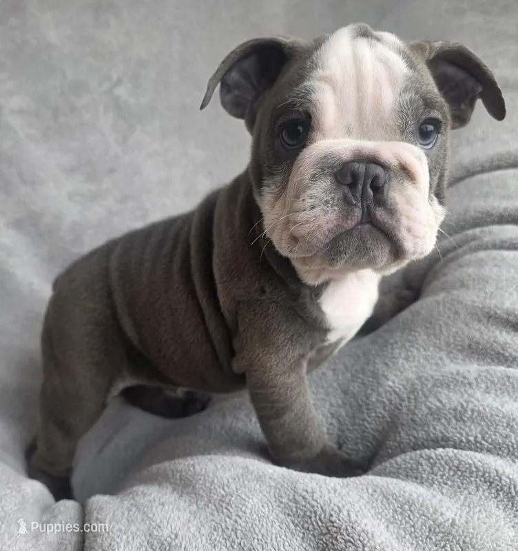 Male 3 – English Bulldog puppy for sale in Black River Falls, WI