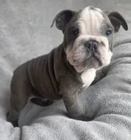 Male 3, a male English Bulldog for sale in Black River Falls, WI – 1 of 3