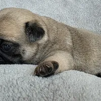 Light Purple Collar Female , a female Pug for sale in Black River Falls, WI – Photo 2 of 3