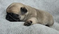 Light Purple Collar Female , a female Pug for sale in Black River Falls, WI – Photo 7 of 9