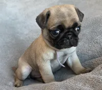 Light Purple Collar Female , a female Pug for sale in Black River Falls, WI – Photo 3 of 9