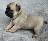 Light Purple Collar Female , a female Pug for sale in Black River Falls, WI – Photo 4 of 9