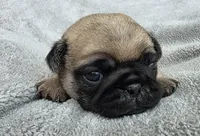 Light Purple Collar Female , a female Pug for sale in Black River Falls, WI – Photo 9 of 9
