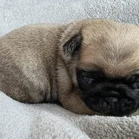 Light Purple Collar Female , a female Pug for sale in Black River Falls, WI – Photo 3 of 3