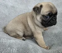 Light Purple Collar Female , a female Pug for sale in Black River Falls, WI – Photo 6 of 9