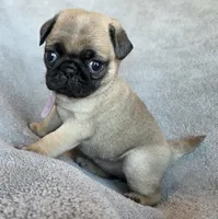 Light Purple Collar Female , a female Pug for sale in Black River Falls, WI – Photo 2 of 9