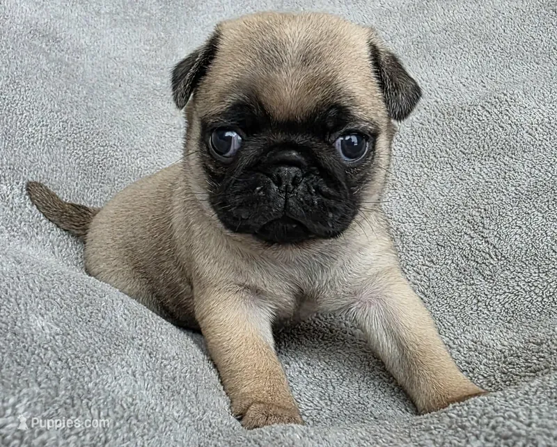 Light Purple Collar Female  – Pug puppy for sale in Black River Falls, WI