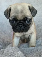 Light Purple Collar Female , a female Pug for sale in Black River Falls, WI – Photo 1 of 9