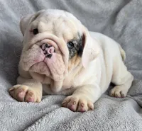 Female, a female English Bulldog for sale in Black River Falls, WI – 1 of 3