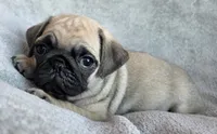 Fawn Male 2, a male Pug for sale in Black River Falls, WI – 3 of 3