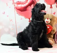 Sparkel F1, a female Goldendoodle for sale in Winnfield, LA – Photo 2 of 7