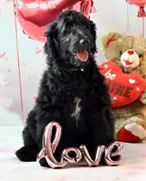 Sparkel F1, a female Goldendoodle for sale in Winnfield, LA – Photo 1 of 7