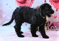 Sparkel F1, a female Goldendoodle for sale in Winnfield, LA – Photo 3 of 7