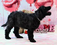 Sparkel F1, a female Goldendoodle for sale in Winnfield, LA – Photo 5 of 7