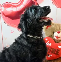 Sparkel F1, a female Goldendoodle for sale in Winnfield, LA – Photo 4 of 7