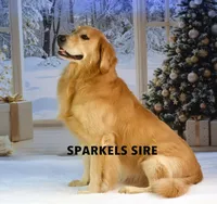 Sparkel F1, a female Goldendoodle for sale in Winnfield, LA – Photo 6 of 7