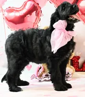 Dancer    F1, a female Goldendoodle for sale in Winnfield, LA – Photo 4 of 8