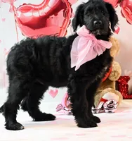 Dancer    F1, a female Goldendoodle for sale in Winnfield, LA – Photo 3 of 8