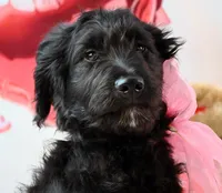 Dancer    F1, a female Goldendoodle for sale in Winnfield, LA – Photo 1 of 8