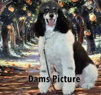 Dancer    F1, a female Goldendoodle for sale in Winnfield, LA – Photo 7 of 8