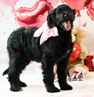 Dancer    F1, a female Goldendoodle for sale in Winnfield, LA – Photo 2 of 8