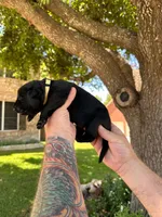 Ms Yellow, a female German Shepherd Dog for sale in Round Rock, TX – 2 of 3