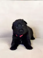 MR Red, a male German Shepherd Dog for sale in Round Rock, TX – 5 of 6