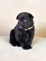 Ms Yellow, a female German Shepherd Dog for sale in Round Rock, TX – 6 of 7