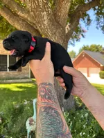 Mr Red, a male German Shepherd Dog for sale in Round Rock, TX – 2 of 2