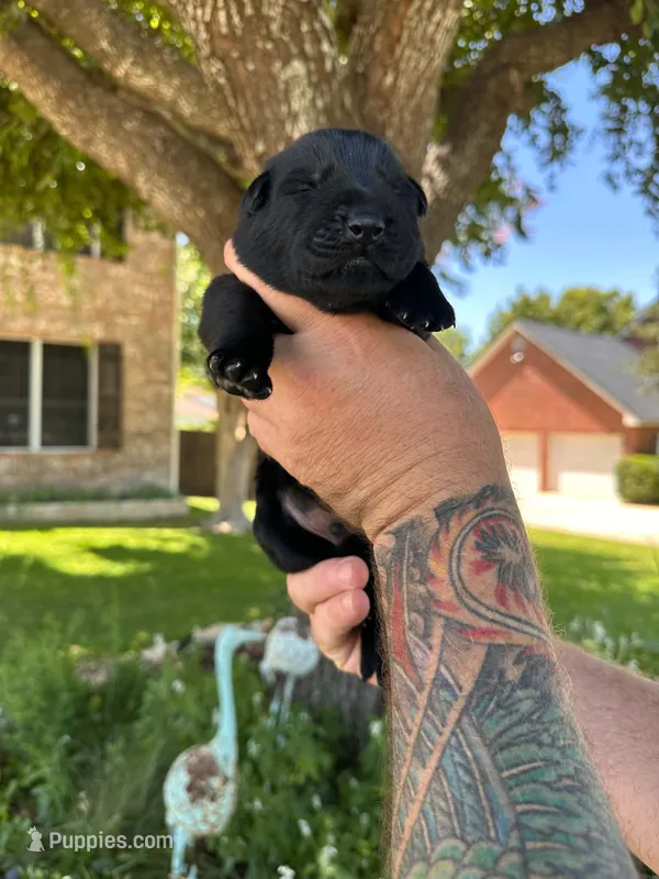Mr Red – German Shepherd Dog puppy for sale in Round Rock, TX