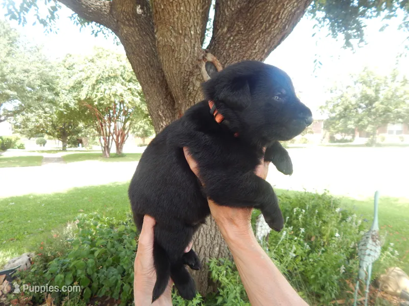 Mr Orange – German Shepherd Dog puppy for sale in Round Rock, TX