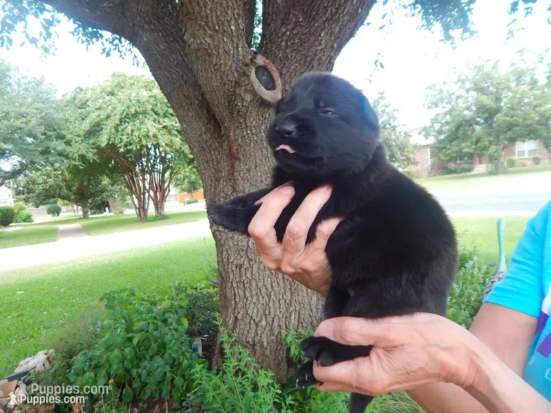 Ms Pink – German Shepherd Dog puppy for sale in Round Rock, TX