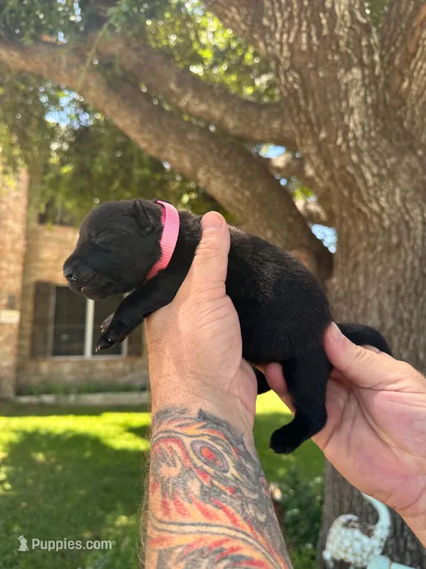 Ms Pink – German Shepherd Dog puppy for sale in Round Rock, TX
