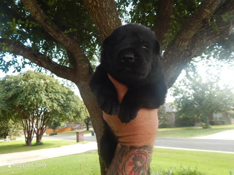 Mr Red – German Shepherd Dog puppy for sale in Round Rock, TX