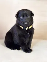 Ms Yellow, a female German Shepherd Dog for sale in Round Rock, TX – 2 of 7