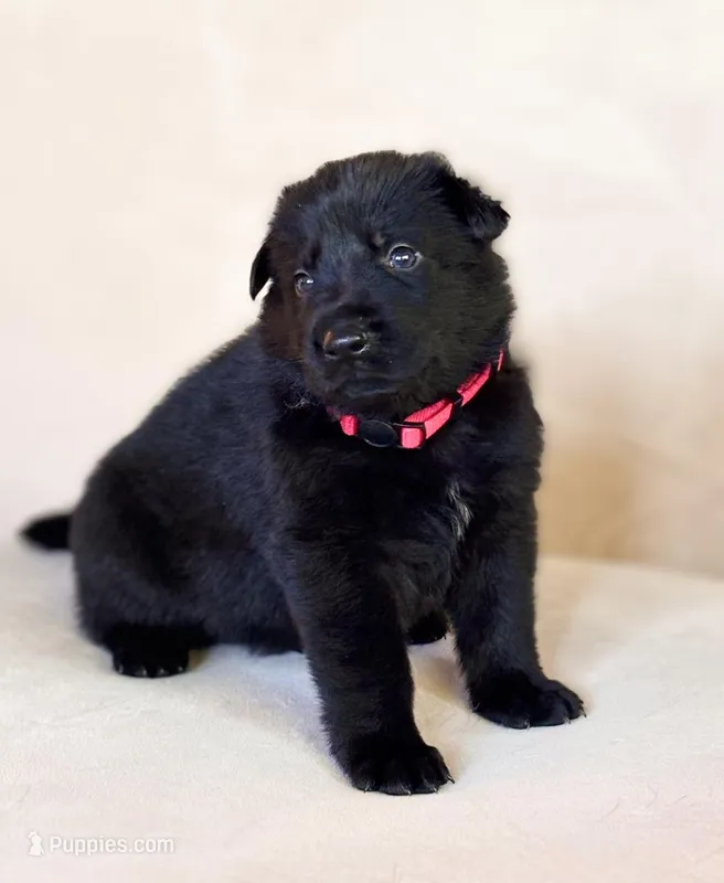 MR Red – German Shepherd Dog puppy for sale in Round Rock, TX