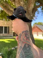 Mr Blue, a male German Shepherd Dog for sale in Round Rock, TX – 3 of 3