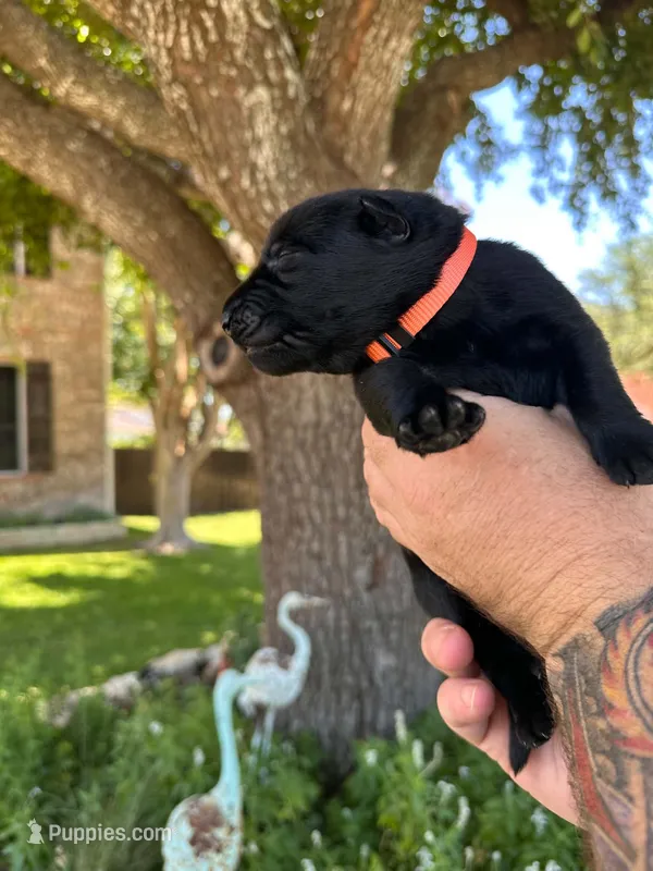 Mr Orange – German Shepherd Dog puppy for sale in Round Rock, TX