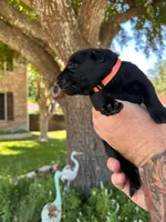 Mr Orange, a male German Shepherd Dog for sale in Round Rock, TX – 1 of 2