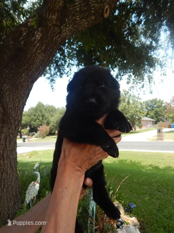 Ms Yellow – German Shepherd Dog puppy for sale in Round Rock, TX