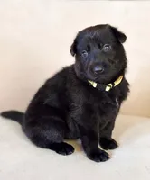 Ms Yellow, a female German Shepherd Dog for sale in Round Rock, TX – 4 of 7