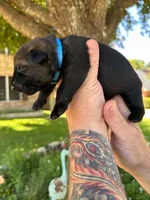 Mr Blue, a male German Shepherd Dog for sale in Round Rock, TX – 2 of 3