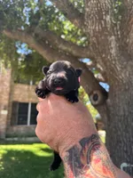 Ms Pink, a female German Shepherd Dog for sale in Round Rock, TX – 2 of 2