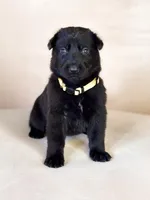 Ms Yellow, a female German Shepherd Dog for sale in Round Rock, TX – 5 of 7